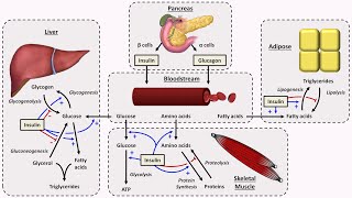 Physiology of Insulin and Glucagon [upl. by Charie]