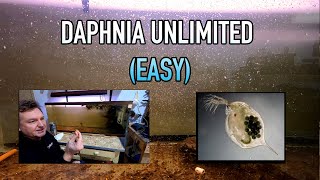 How I Raise Daphnia Water Fleas And You Can Too [upl. by Onibla]