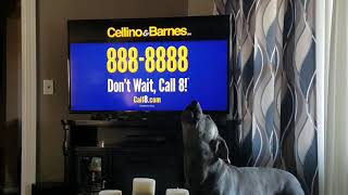 Dog Barks to Cellino amp Barnes commercial [upl. by Sessylu]