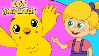 El pollito Amarillito Cancion Infantil 30 minutos  Los Amiguitos [upl. by Yllac]