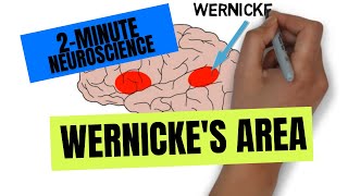 2Minute Neuroscience Wernickes Area [upl. by Follansbee782]