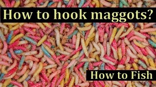 How to hook a maggotmaggots  How to Fish channel [upl. by Yelra]