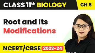 Root and Its Modifications  Morphology of Flowering Plants  Class 11 Biology [upl. by Huei]