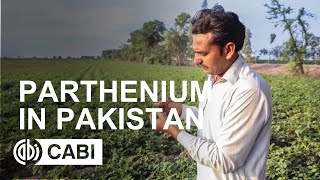 Parthenium in Pakistan [upl. by Anyahc]