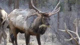 Shedding Antlers [upl. by Ahsikad]