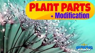 Plant Roots Stem amp Leaves Function amp Modification [upl. by Dnumsed]