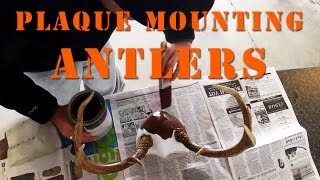 How To Plaque Mount Antlers DIY [upl. by Nolana578]