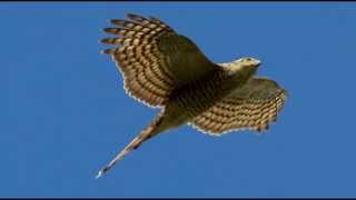 Sparrowhawk Bird Call Bird Song [upl. by Rustin]