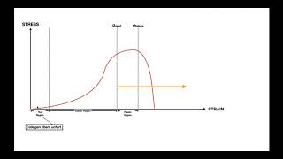 The StressStrain Curve EXPLAINED for Ligaments amp Tendons [upl. by Lynd]