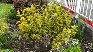 Prune To Shape Golden Euonymus  May 1 2021 [upl. by Haimrej]