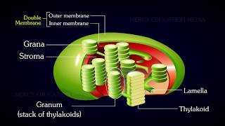 Structure of Chloroplast [upl. by Rillings465]