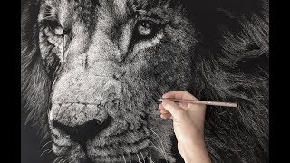 Hyperrealistic Lion Drawing Timelapse [upl. by Wendy]