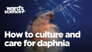 Caring and Culturing for Daphnia [upl. by Ahsieyt]