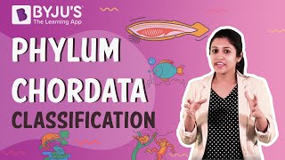 Phylum Chordata Classification Urochordata Cephalochordata and Vertebrata [upl. by Ylhsa]