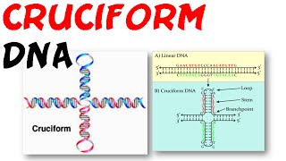 DNA structure  Cruciform DNA [upl. by Sherourd433]