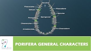 PORIFERA GENERAL CHARACTERS [upl. by Yoral]