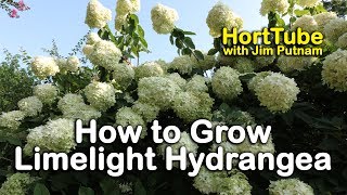 How to grow Limelight Hydrangeas Hydrangea Paniculata or Tree Hydrangea [upl. by Sylas]