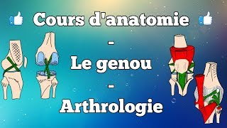 Anatomie du membre inférieur  Le genou [upl. by Cyrie]