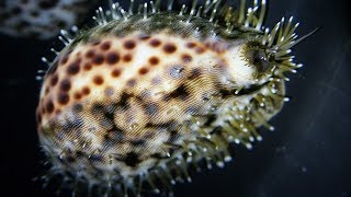 Facts The Tiger Cowrie [upl. by Marcellus]