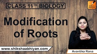 Modification of Roots  Morphology of Flowering Plants  CBSE Class 11 Biology [upl. by Nire]