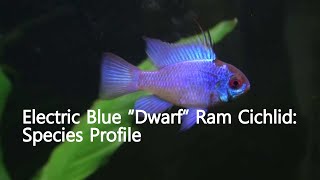 Electric Blue “Dwarf” Ram Cichlid Mikrogeophagus ramirezi Species Profile [upl. by Akceber485]