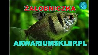 Żałobniczka rozmnażanie Rybki akwariowe [upl. by Krenn]