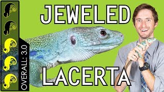 Jeweled Lacerta The Best Pet Lizard [upl. by Cirad]