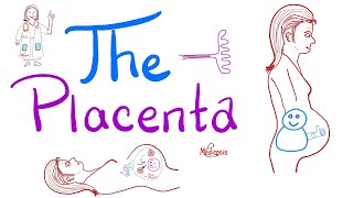 The Placenta  Structure and Function  Biology Anatomy and Physiology [upl. by Doria]