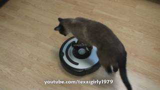 Cat shows HOW TO use iRobot Roomba Vacuum [upl. by Elleimac797]