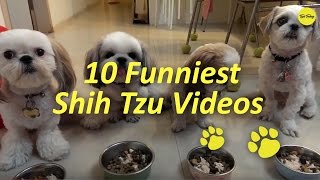 10 Funniest Shih Tzu Videos [upl. by Manheim]