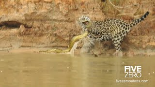 Jaguar vs Anaconda in Brazil [upl. by Reidar723]