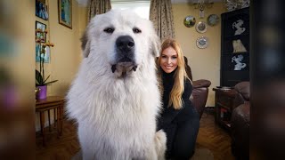 THE PYRENEAN MOUNTAIN DOG  DANGEROUS OR PROTECTOR  Great Pyrenees [upl. by Haroppiz]