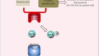 Warfarin  Mechanism of Action [upl. by Nnyltiac]