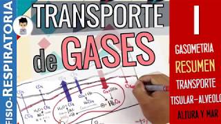 TRANSPORTE DE GASES O2 CO2 en TEJIDOS SANGRE y ALVÉOLO RESUMEN Fisiología Respiratoria 1 [upl. by Sharai306]