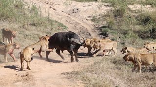 Young LIONS vs Old Buffalo Lion Tossed into Air by Buffalo [upl. by Ennad807]