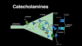 Catecholamines Norepinephrine Epinephrine [upl. by Milton608]