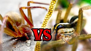 Wolf Spider VS Brown Recluse  How to Spot the Difference [upl. by Brigida203]