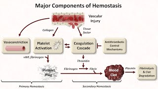 Hemostasis Lesson 1  An Introduction [upl. by Chicoine909]