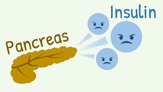 Mechanism of Insulin Secretion [upl. by Yror]