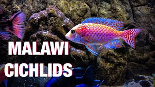 Guide to African Cichlid Care [upl. by Nanete]