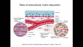 Lecture 3 Extracellular Matrix  HistologyCell Biology [upl. by Chappie]