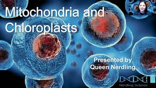 Mitochondria and Chloroplasts [upl. by Lemuel]