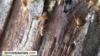 Termite Identification [upl. by Ahsain1]