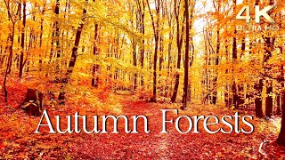 Enchanting Autumn Forests with Beautiful Piano Music  4K Autumn Ambience amp Fall Foliage [upl. by Lira157]