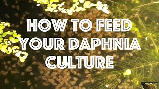 How To Feed Your Daphnia Culture [upl. by Neih]