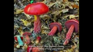 What are Fungi [upl. by Bowe]