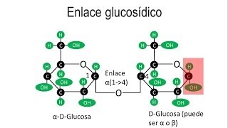 Disacáridos  Enlaces OGlucosídicos alfa y beta [upl. by Enogitna]