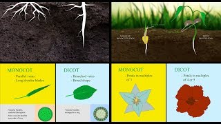 Monocots vs Dicots [upl. by Zerimar]