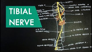 Tibial Nerve  Anatomy Tutorial [upl. by Giselle745]