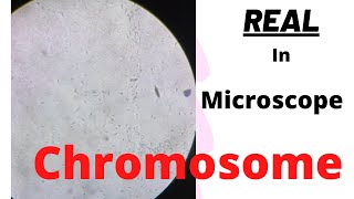 Real Chromosome in Microscope  science experiment  chromosome [upl. by Ainad]